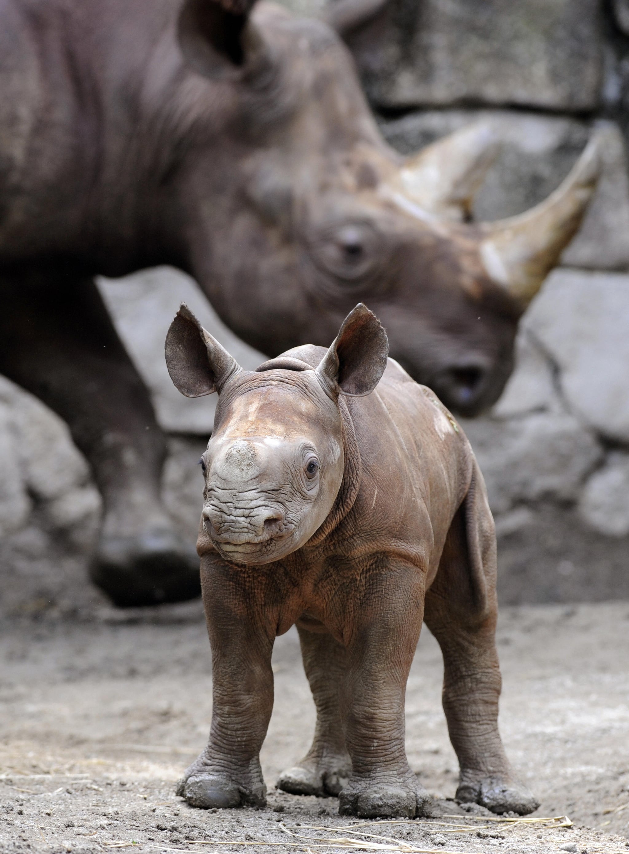 Baby Black Rhino at Tokyo's Ueno Zoo!