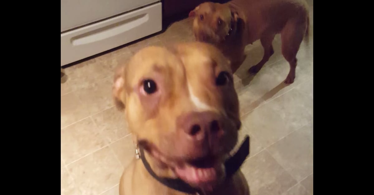 Dogs Know They're in Trouble Video POPSUGAR Pets