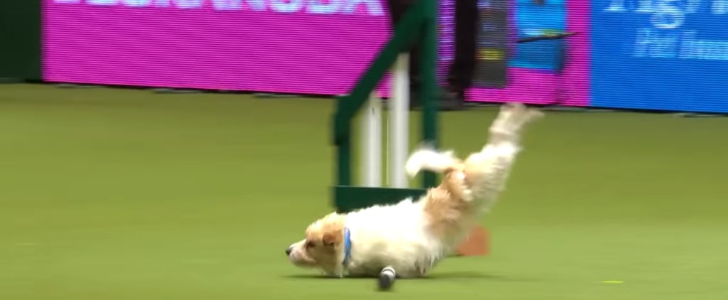Olly the Jack Russell Terrier Agility at Crufts Video 2017