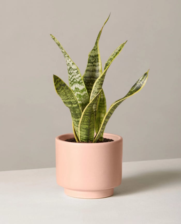 The Sill Snake Plant Laurentii