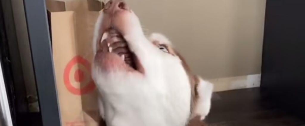 TikTok Video of Dog Singing Along to Kelsea Ballerini
