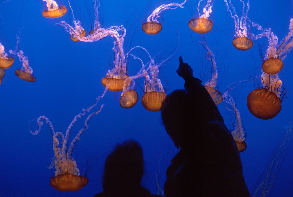 Monterey Bay Aquarium: Monterey, CA