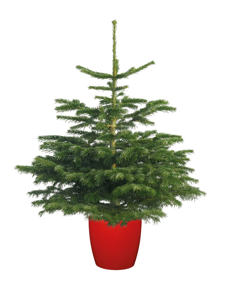 Non-Drop Nordman Fir Christmas Tree