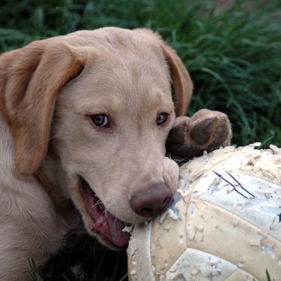 Dog Playing Soccer in Snow | Video