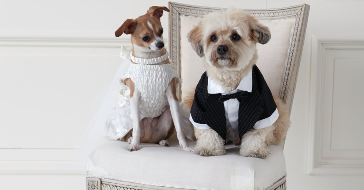 Dog wedding dress petsmart clearance