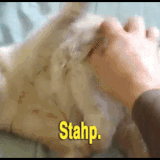 Just Stahp Ok Grumpy Cat Meow The 47 Best Cat Gifs Of All