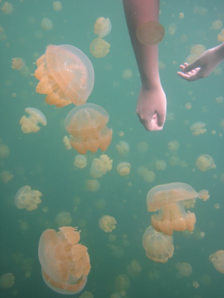 Immerse Yourself With Jellyfish
