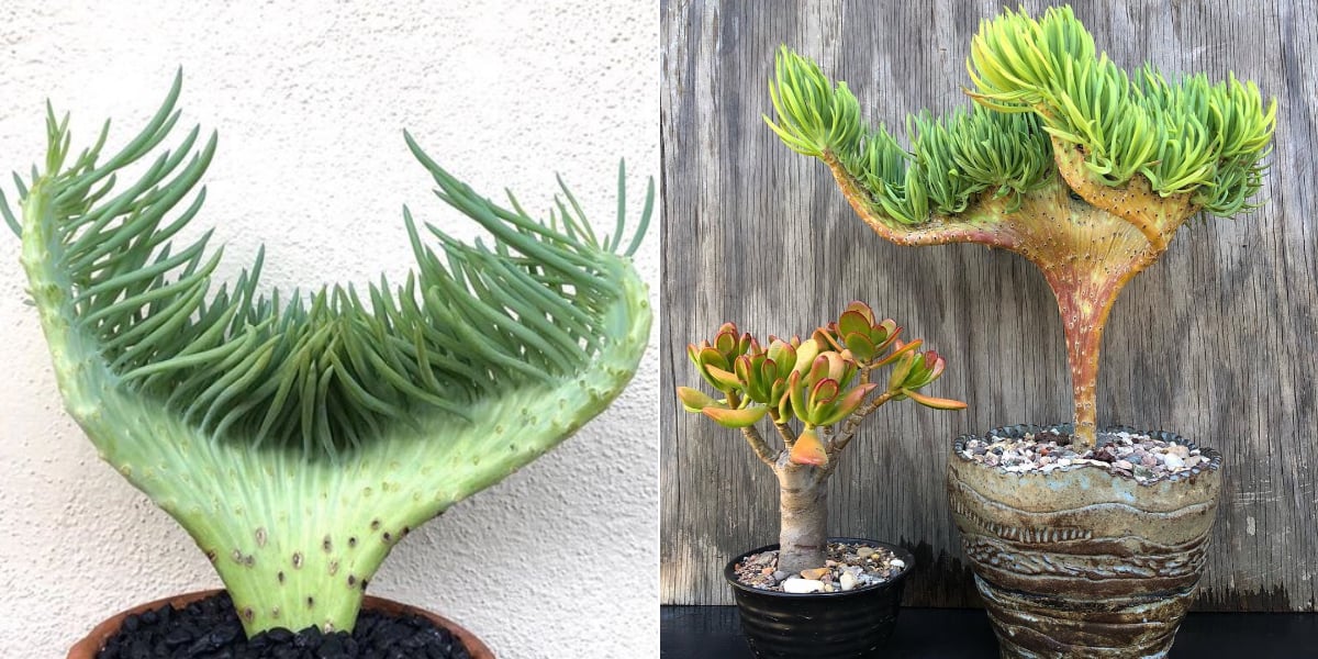 succulen Baby Succulent Mix (4 Plants) 6cm Pot House Plants – Plants For All Seasons