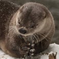 This Otter Playing in the Snow Might Make You Hate Winter a Little Less
