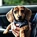 Cute Pictures of Dachshund Puppies