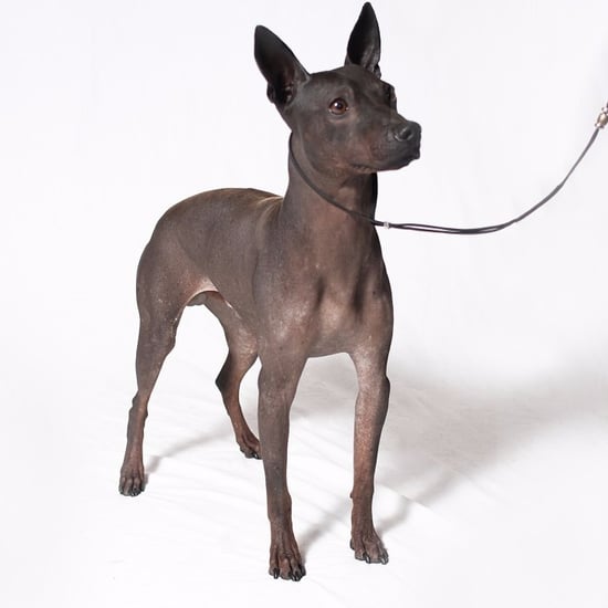 New AKC Breeds January 2016