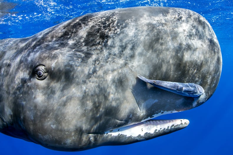 A sperm whale in the Indian Ocean.