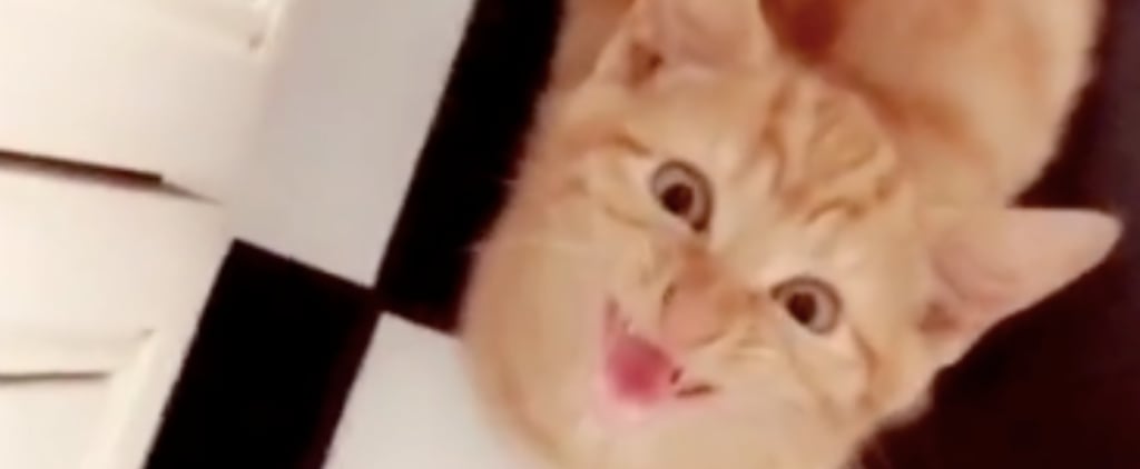 TikTok Video of Kittens Singing Wayoh From Boom Boom Boom