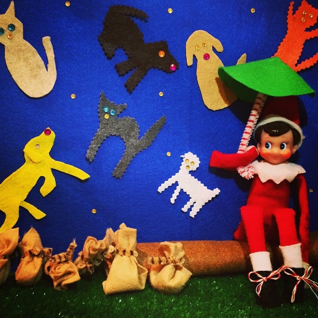 Raining Cats and Dogs