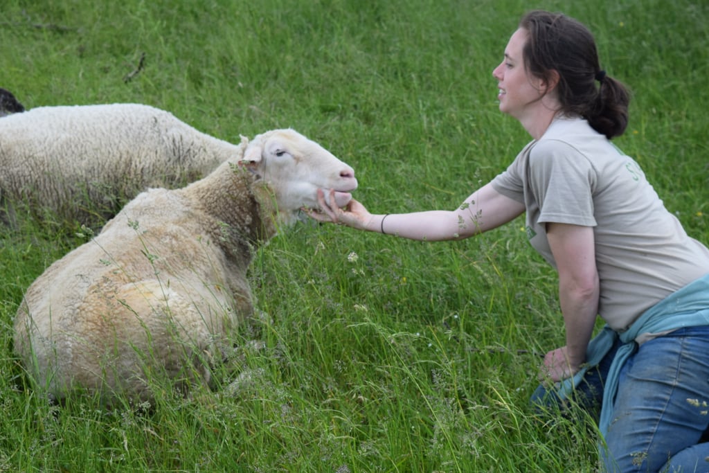 The sheep love chin scratches!
