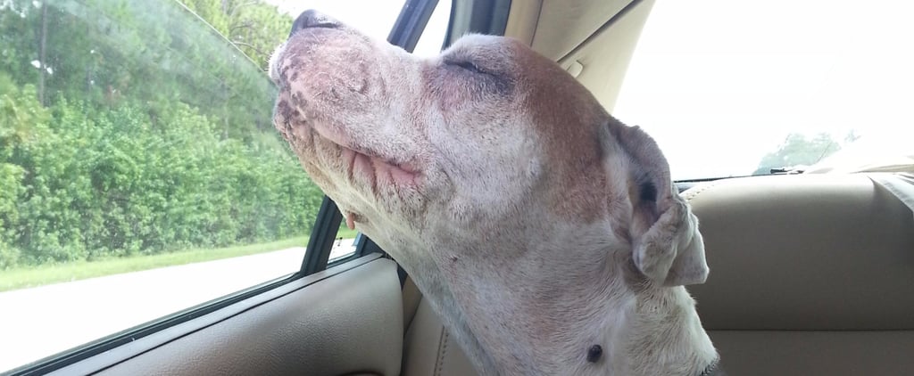 Viral Photo of Dog's Last Car Ride