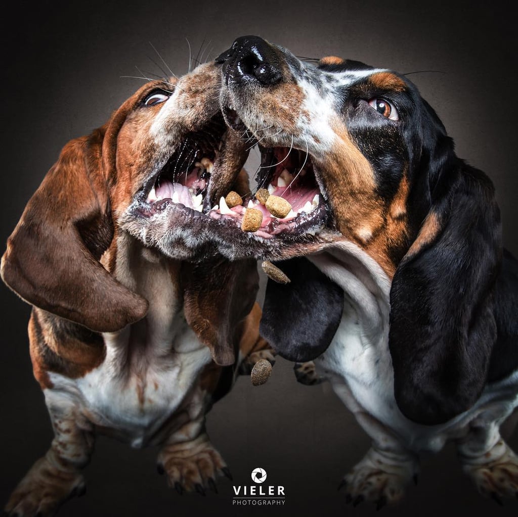 Dogs Catching Treats Photo Series