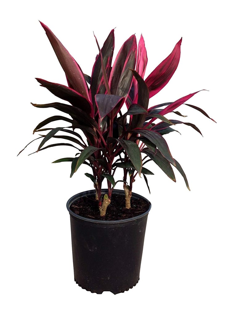 Cordyline Terminalis