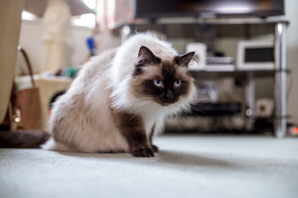 Cancer (June 21-July 22): Himalayan Cat