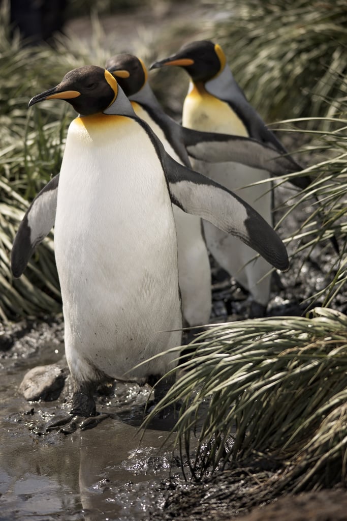 Antarctica King Penguins