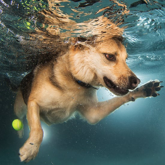 Pictures of Dogs Swimming | Finding Fido