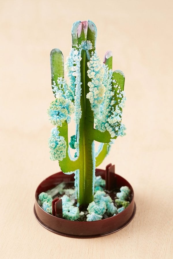 DIY Crystal Saguaro Cactus Grow Kit