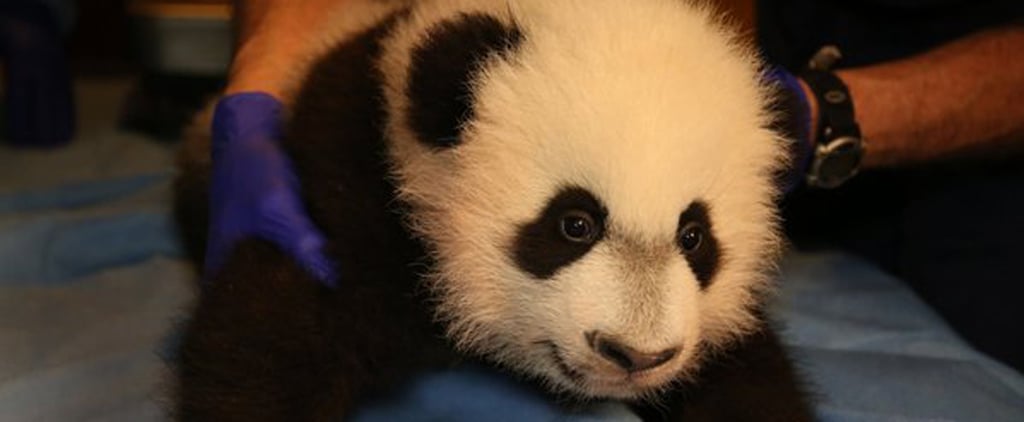 Bei Bei Panda Debut at National Zoo | Video