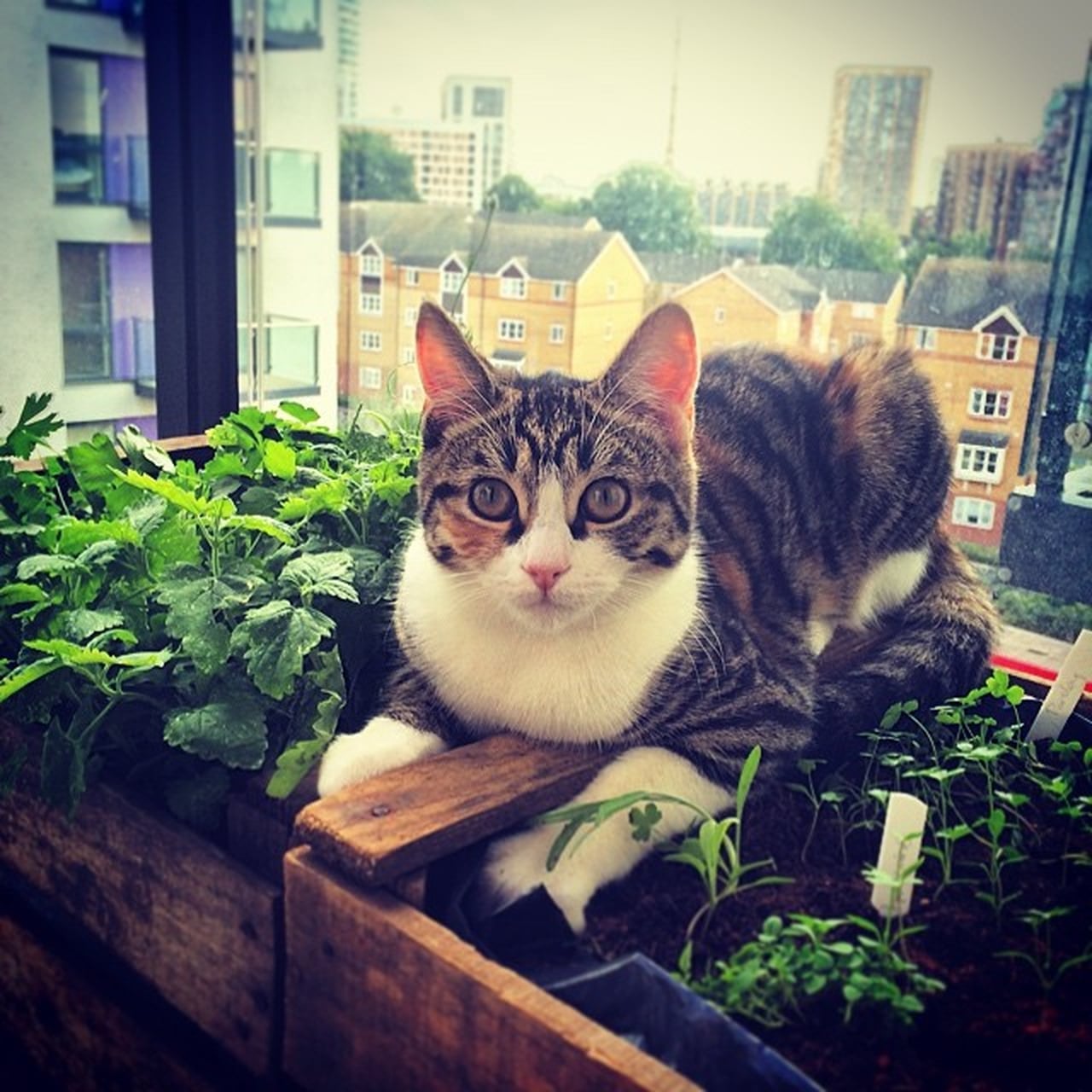 Cat Slang POPSUGAR Tech