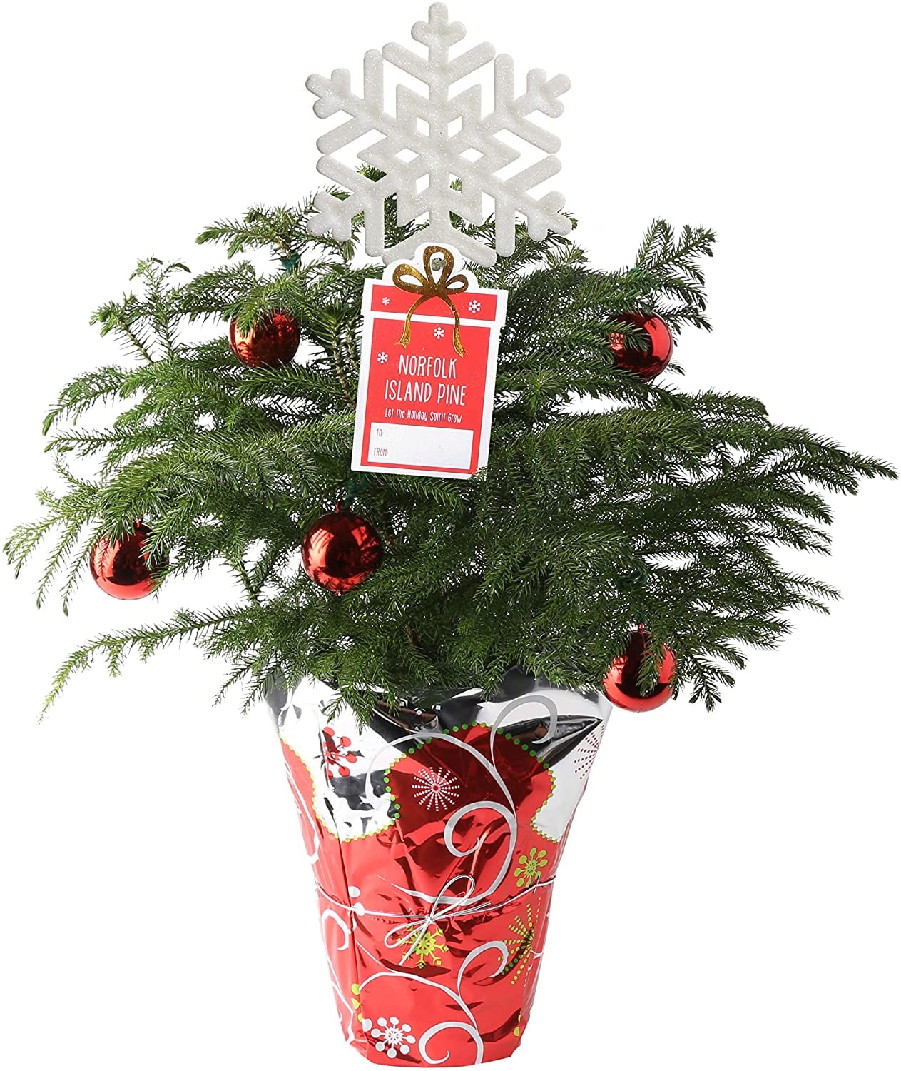 Live Tabletop Christmas Trees Delivered