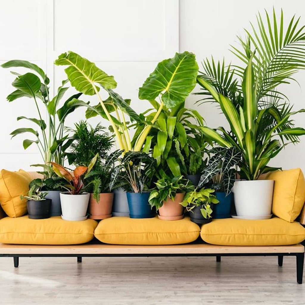 The Best Indoor Houseplants From Bloomscape Popsugar Home