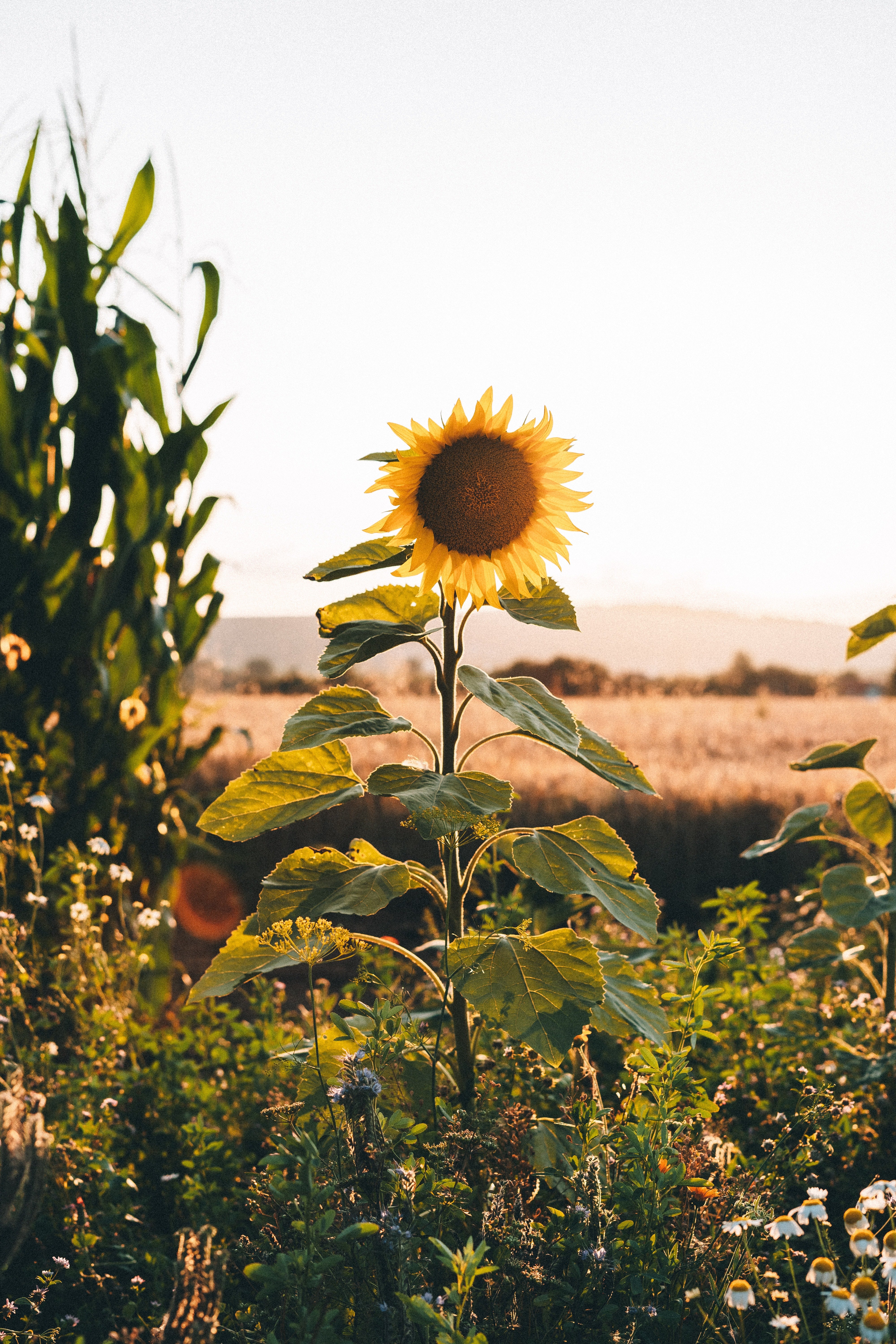 100+] Sunflower Iphone Wallpapers