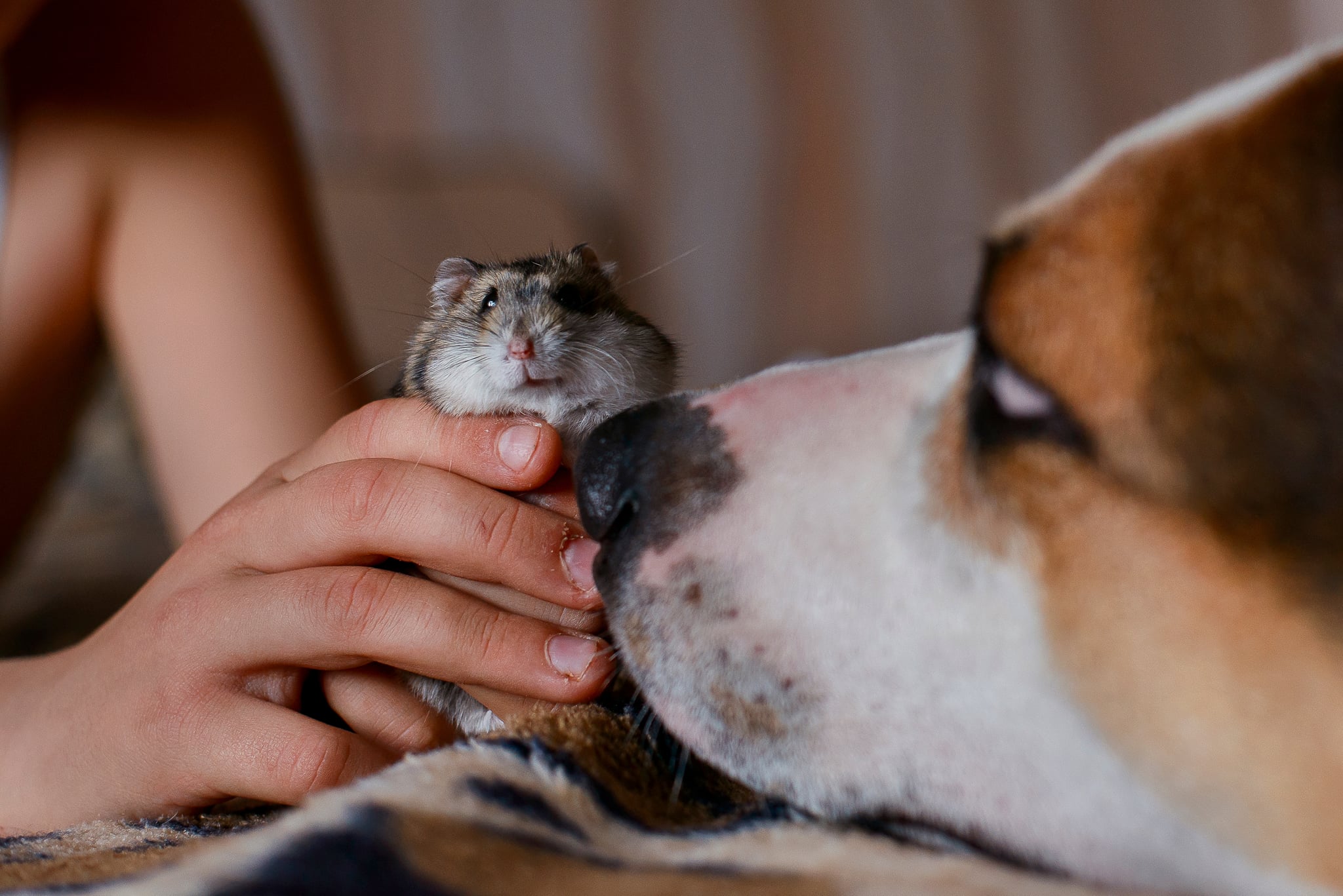 Dogs shop and hamsters