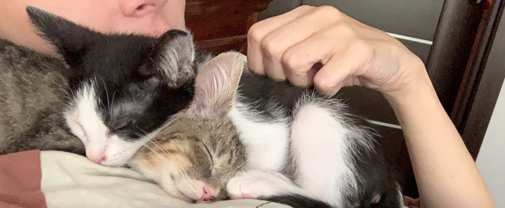 How I Used My Kittens For Somatic Experiencing Therapy