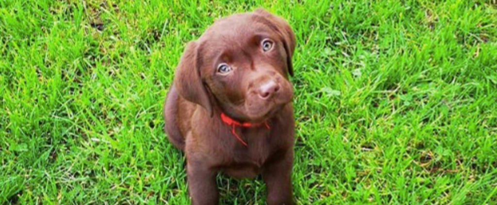 Cute Photos of Labrador Retriever Puppies
