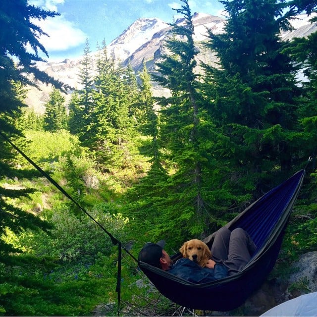 Photos of Dogs Camping
