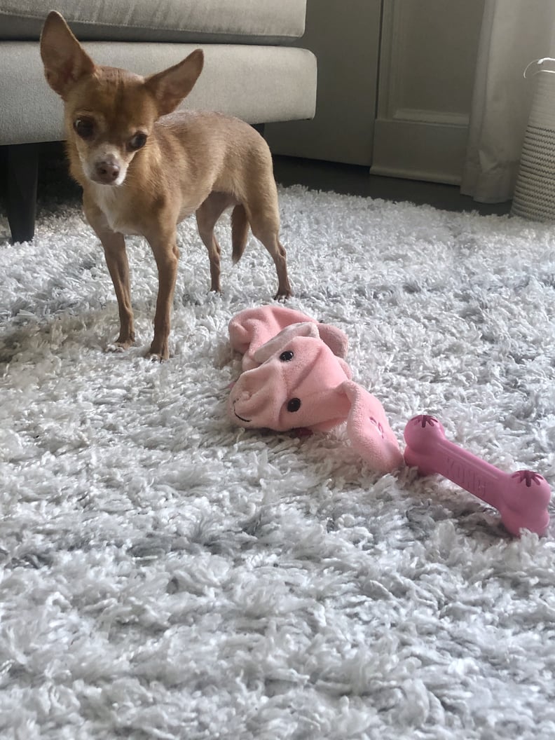 Why Won't My Rescue Dog Play With Toys?