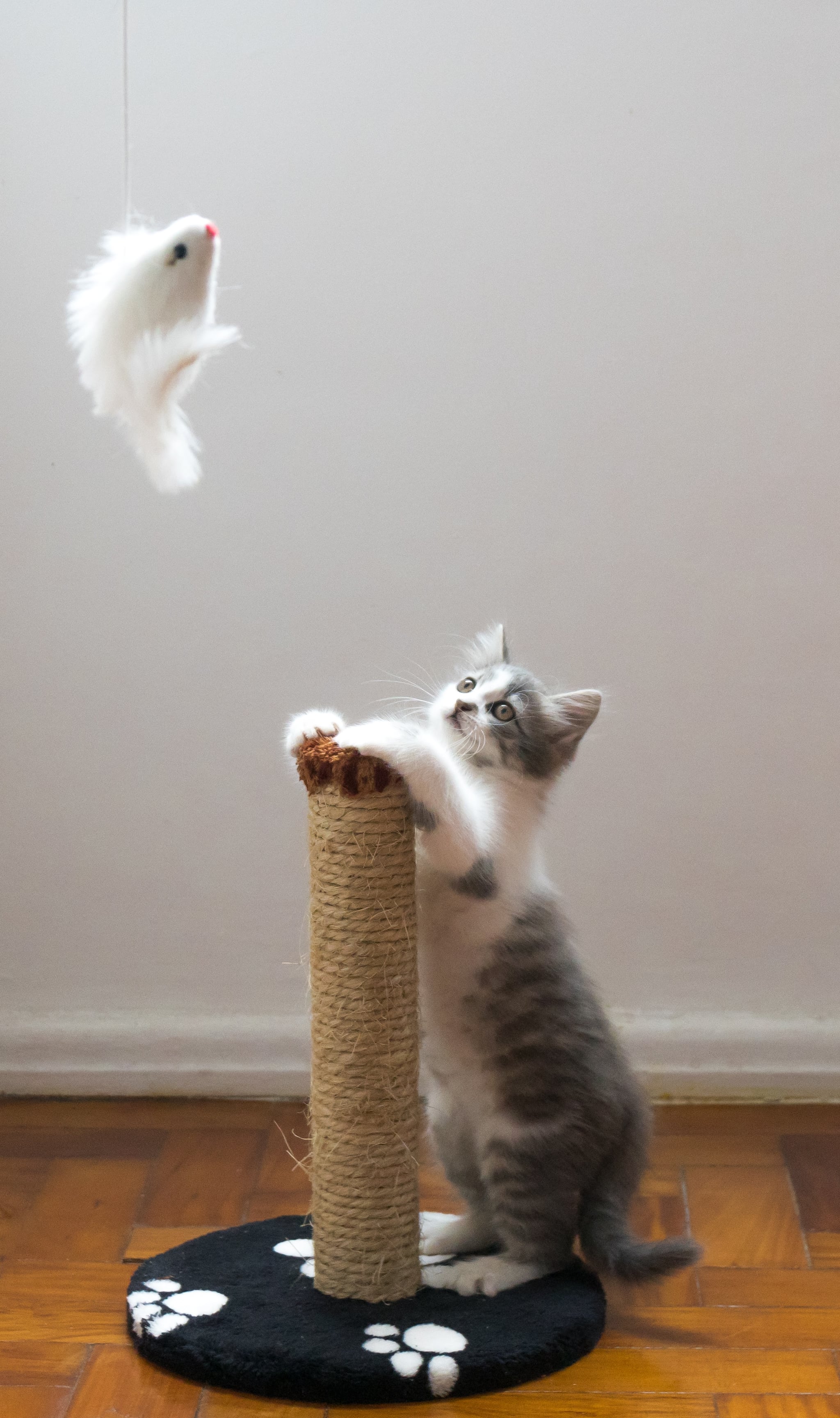 Make Time For Play 13 Simple Things You Can Do To Show Your Pet