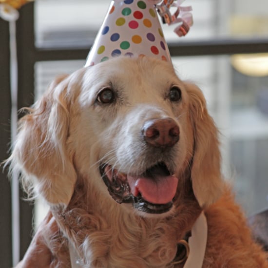 Birthday Party For Sept. 11 Rescue Dog