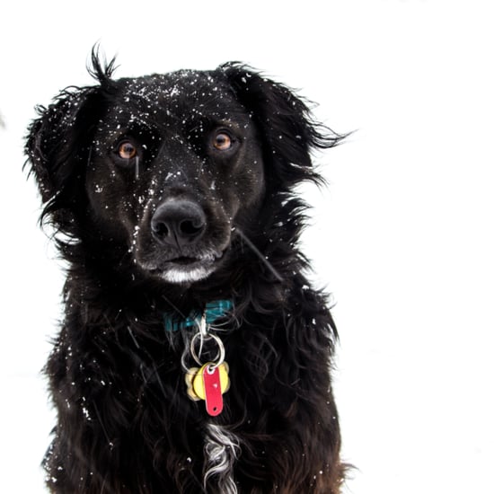 Dog Playing in Snow | Video