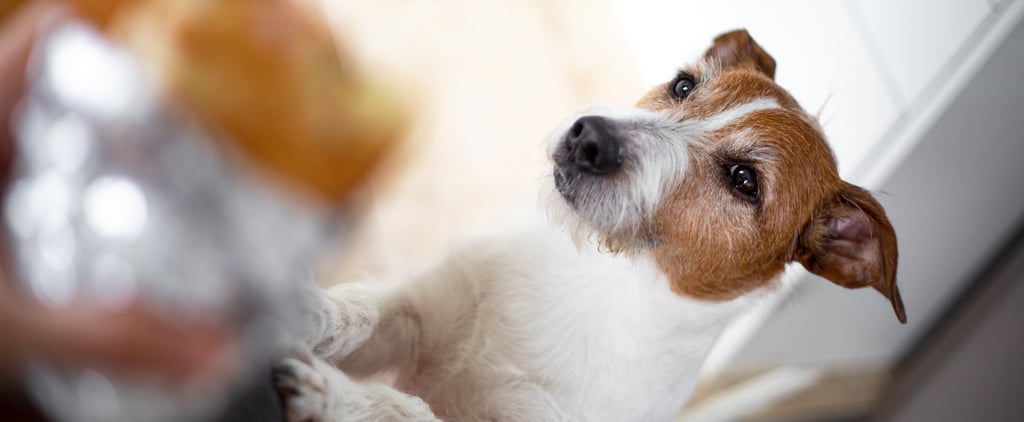 Can Dogs Eat Raisins?