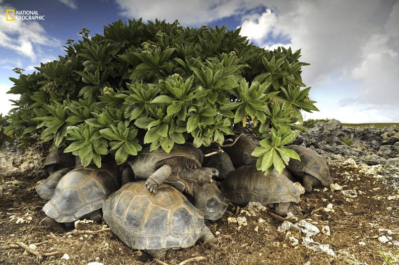 Turtles Hiding From the Sun