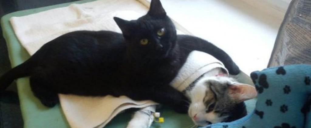 Polish Nurse Cat