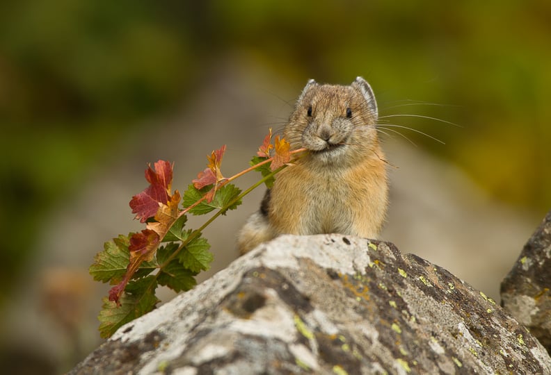 Perky Pika