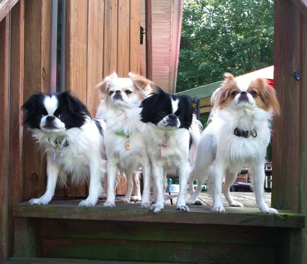 Photo Doggies For Anthony Facebook Movement
