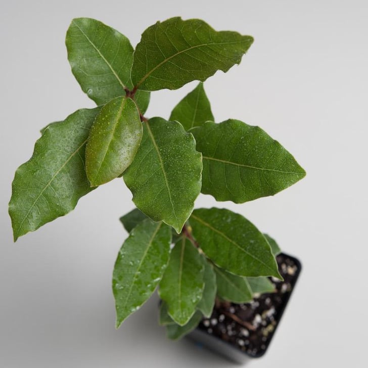 Bay Leaf Plant How to Keep Bugs Out of the Garden POPSUGAR Home Photo 5 Bay Leaf Plant How to Keep Bugs Out of the Garden POPSUGAR Home Photo 5