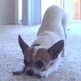 Watch This Adorable Pooch Do the Best Downward Dog Ever