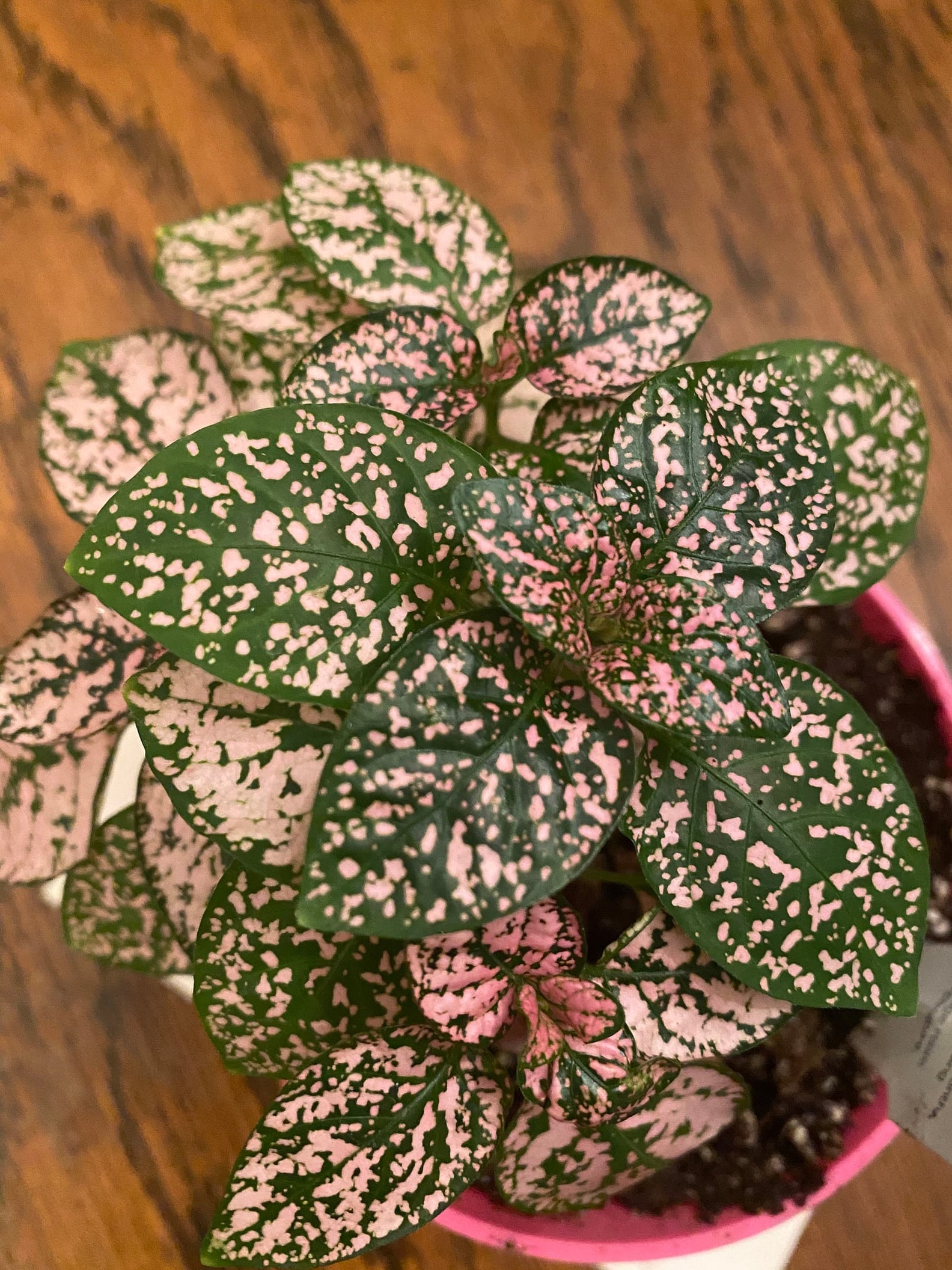 Where to Buy Pink Houseplants | PS Home