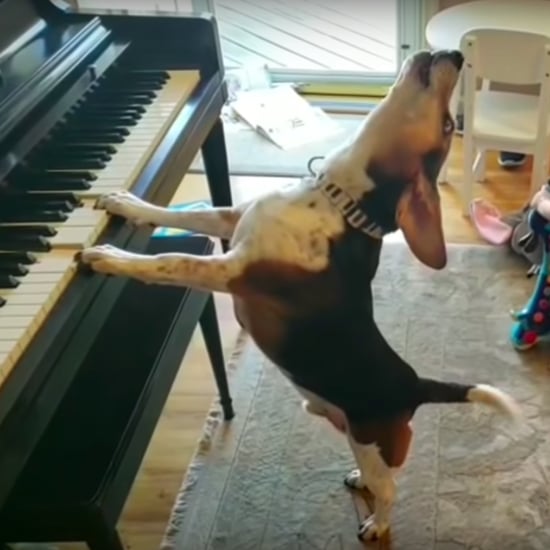 Video of Beagle Playing the Piano With a Little Girl Dancing