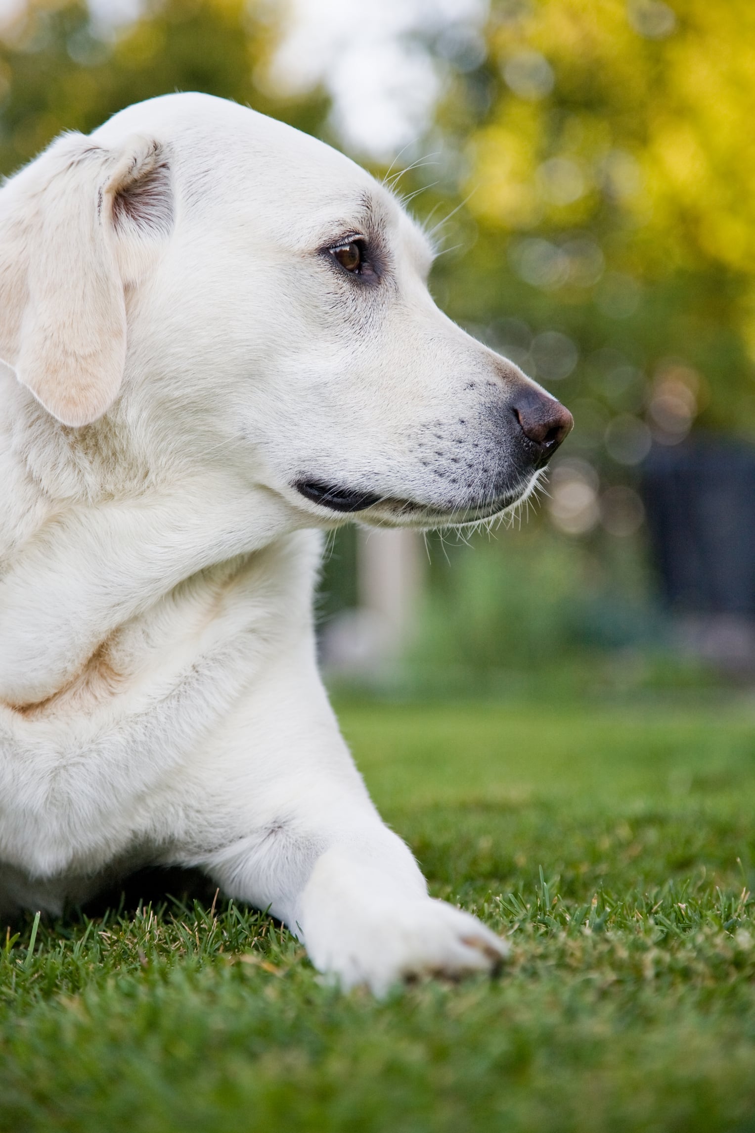 kristen stewart wolf dog