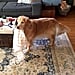 Why Golden Retrievers Are the Best Dogs For Families